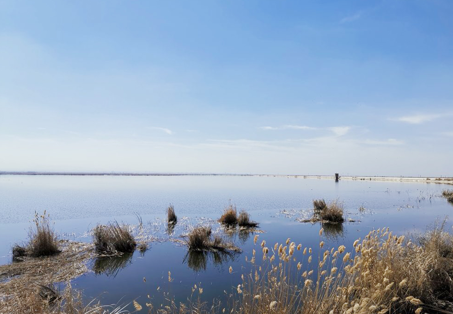 新疆工業凈化水庫藍藻污染治理